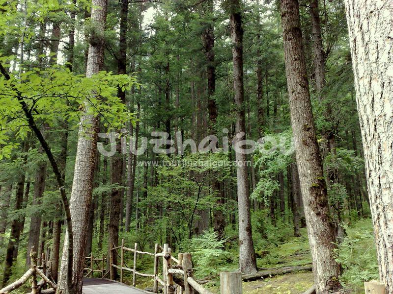 Primitive Forest 