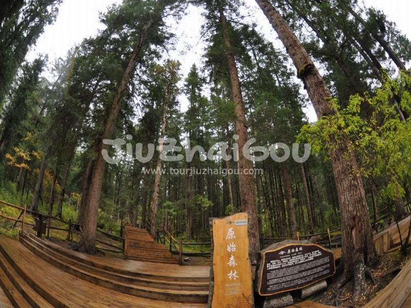 The Virgin Forests- Jiuzhaigou National Park