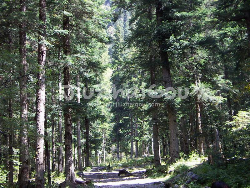 The Virgin Forests Jiuzhaigou