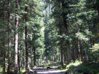 The Virgin Forests Jiuzhaigou