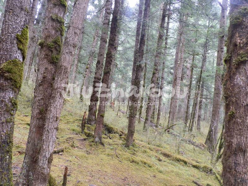 Primitive Forest 
