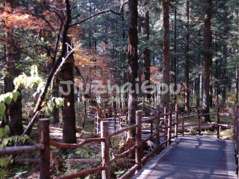 Primitive Forest Jiuzhaigou