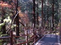 Primitive Forest Jiuzhaigou