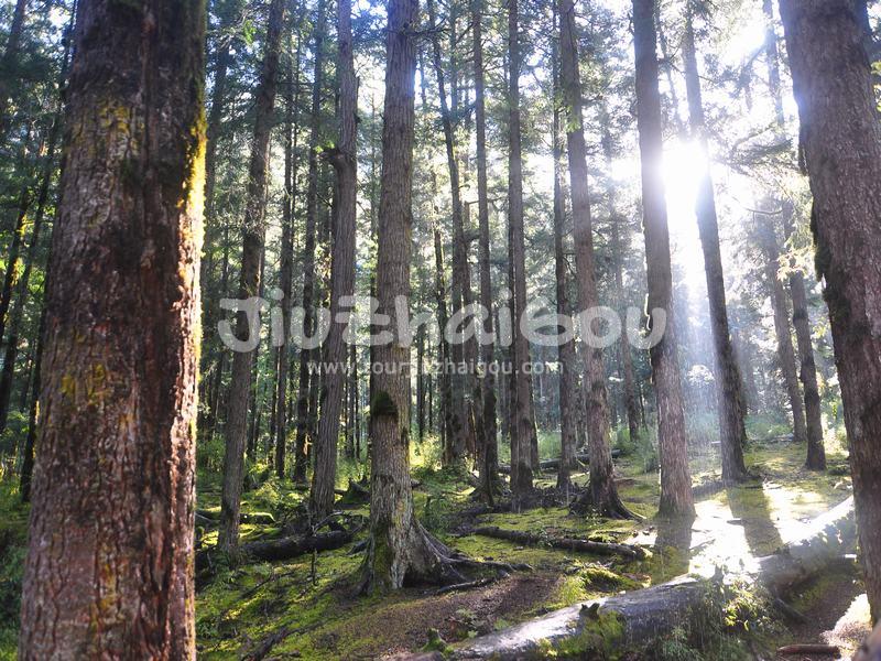 Primitive Forest Jiuzhaigou