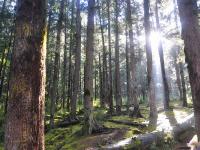 Primitive Forest Jiuzhaigou