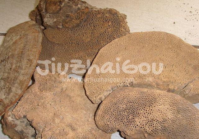 Ganoderma Lucidum