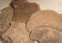 Ganoderma Lucidum