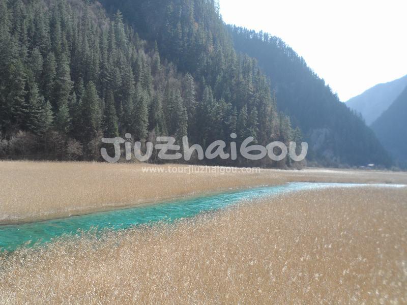 Reed Lake in Jiuzhaigou 