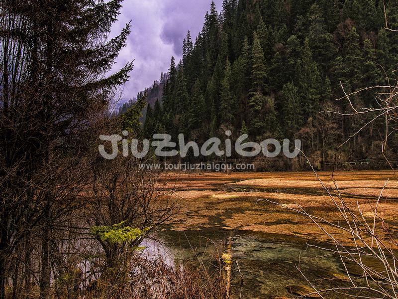 Reed Lake Jiuzhaigou