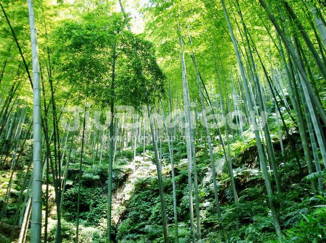 Sichuan Shunan Zhuhai National Park