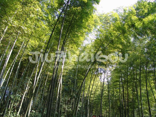Shunan Zhuhai National Park