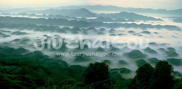 Bamboo Sea in Sichuan