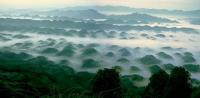 Bamboo Sea in Sichuan