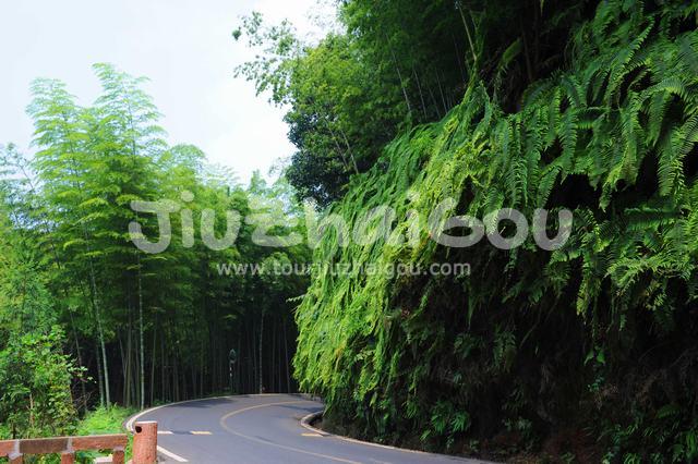 Bamboo on the slope