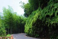 Bamboo on the slope