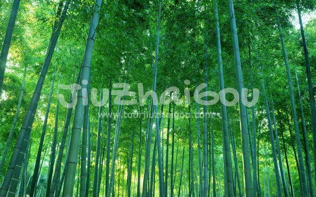 Tall and straight bamboo