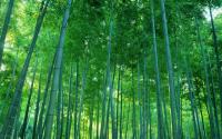 Tall and straight bamboo