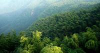 Bamboo Forest