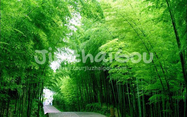 Green bamboo forest