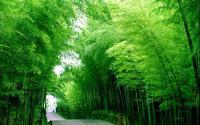 Green bamboo forest