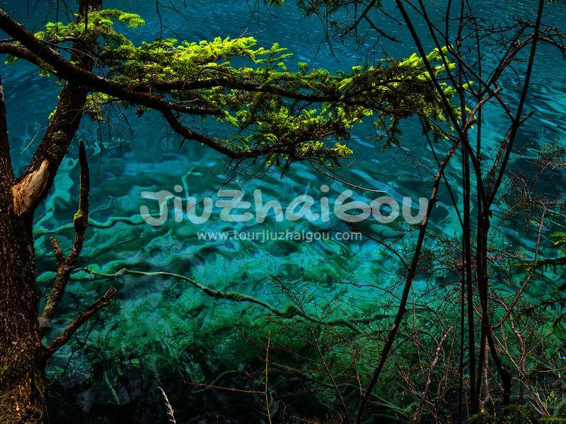 Spring in Jiuzhaigou