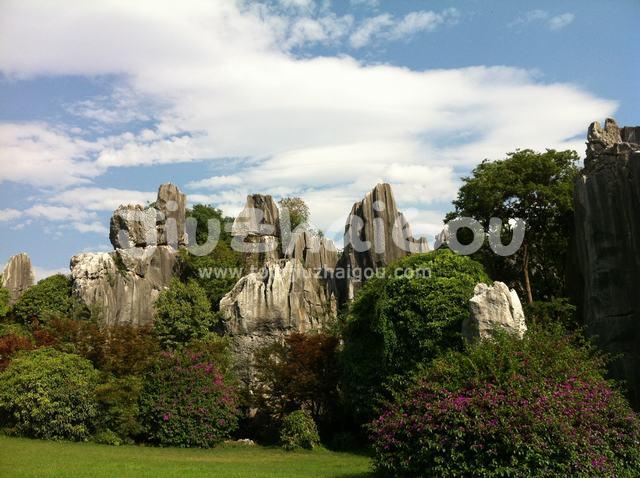 Stone Forest