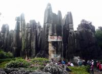 Stone Forest