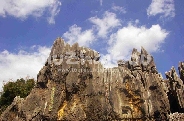 Stone Forest