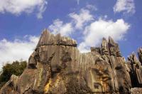 Stone Forest