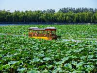 Summer Palace