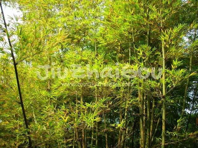 Bamboo forest