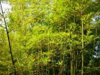 Bamboo forest