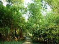 Bamboo in Wangjianglou Park