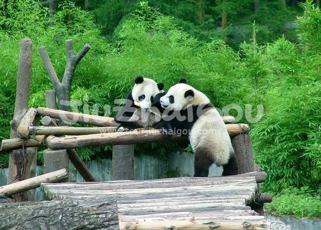 Wolong National Nature Reserve