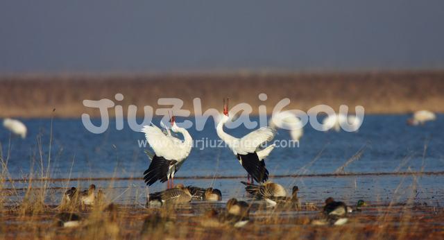 Cranes in Wolong National Nature Reserve