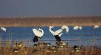 Cranes in Wolong National Nature Reserve