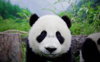 Panda in Wolong
