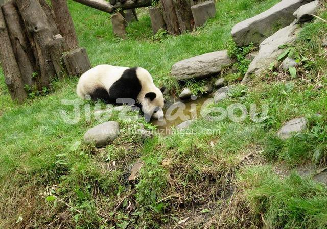 Wolong National Nature Reserve
