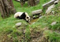 Wolong National Nature Reserve