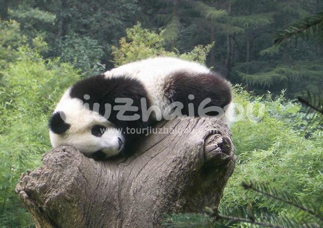 Naive panda
