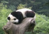 Naive panda