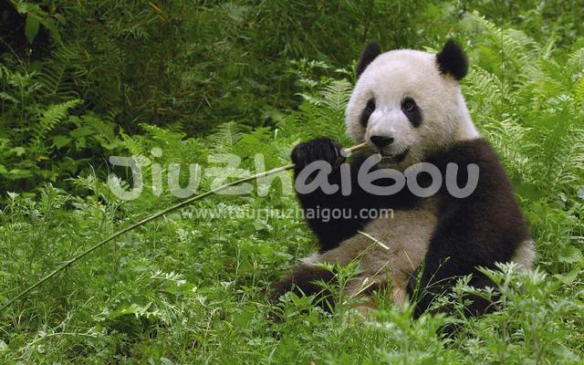 Wolong National Nature Reserve
