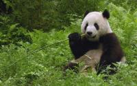 Wolong National Nature Reserve