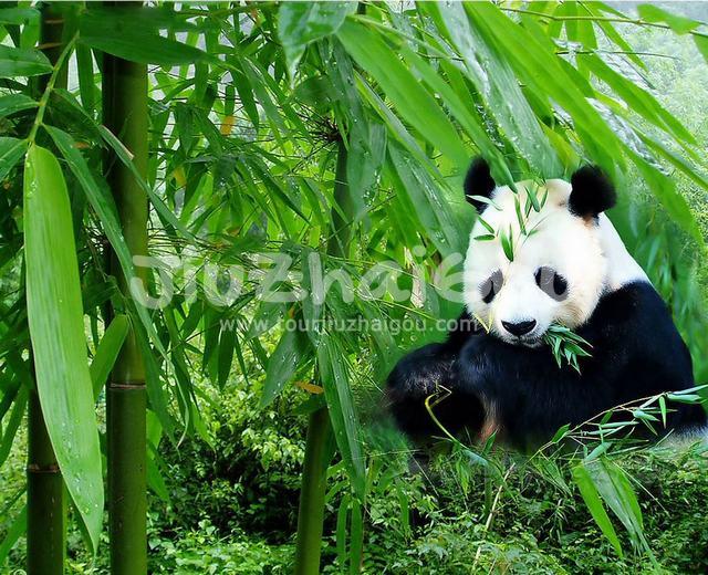 Giant Panda 