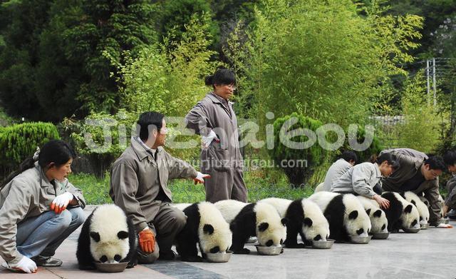Pandas in Wolong Panda Base