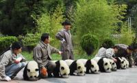 Pandas in Wolong Panda Base