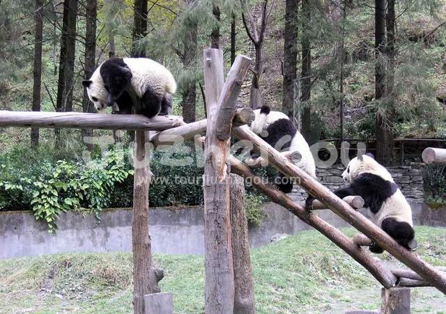 Pandas are climbing stairs