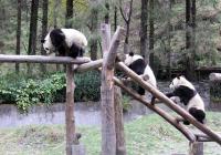 Pandas are climbing stairs