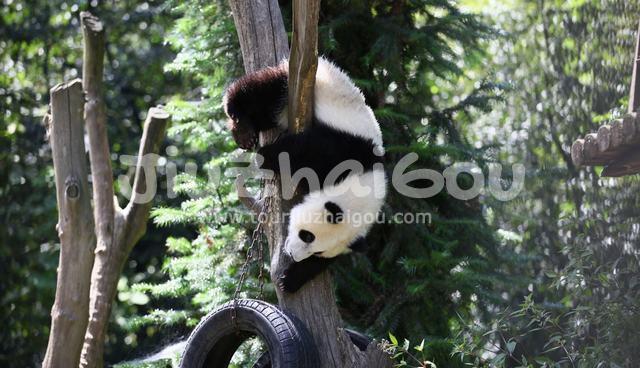 Wolong National Nature Reserve - Sichuan
