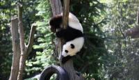 Wolong National Nature Reserve - Sichuan
